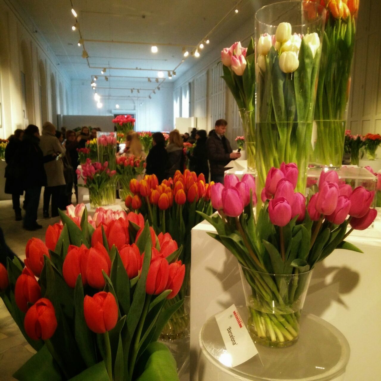 Велика виставка тюльпанів у Варшаві