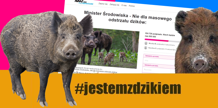 #Jestemzdzikiem: у Польщі закликають захищати диких кабанів