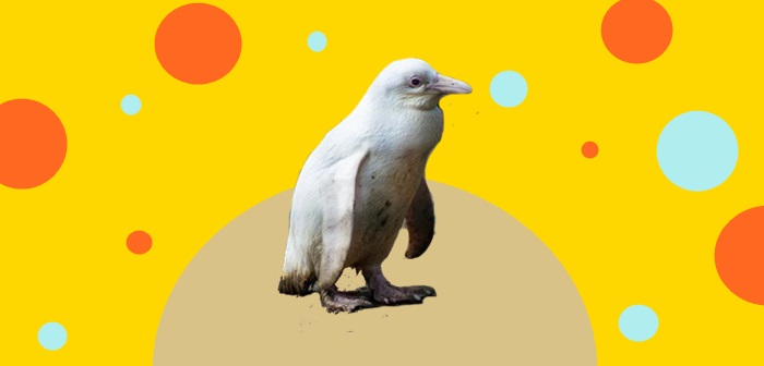 “Єдиний у світі”. У польському зоопарку з’явився рідкісний пінгвін-альбінос