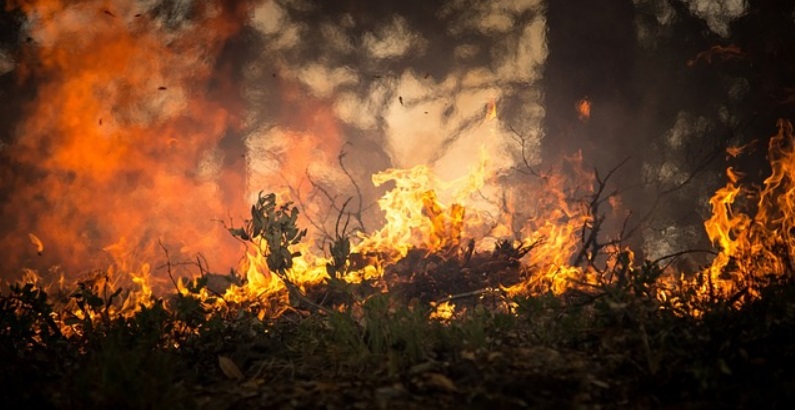 Смертельні жертви випалювання трави у Польщі