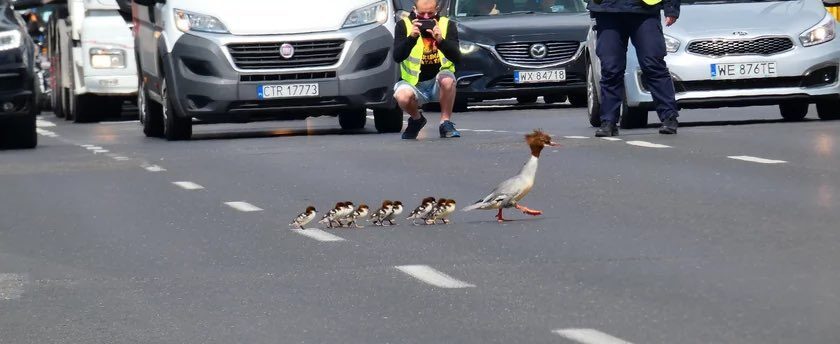 Поліцейські затримали рух на автостраді у Варшаві, аби родина качок безпечно перейшла дорогу