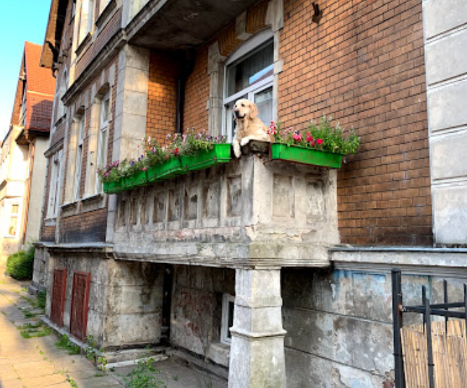 Популярне туристичне місце Гданська – “солоденький пес на балконі”. ОНОВЛЕНО