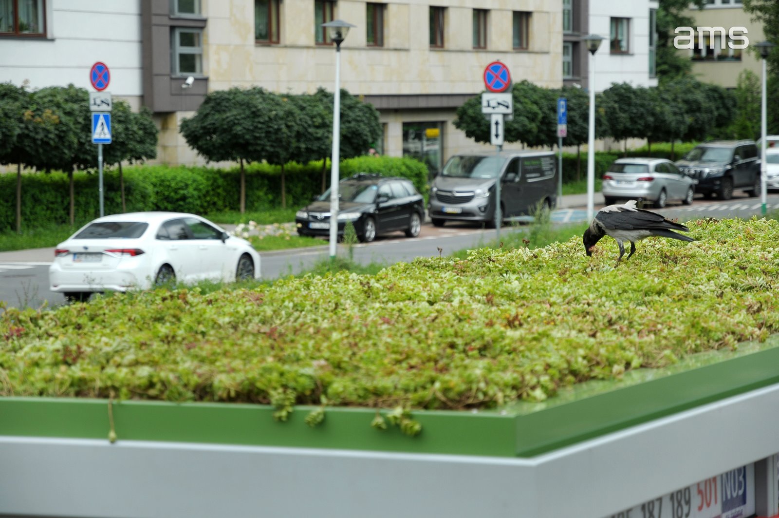 З рослинами на даху. У Польщі встановлюють екологічні зупинки. Фото