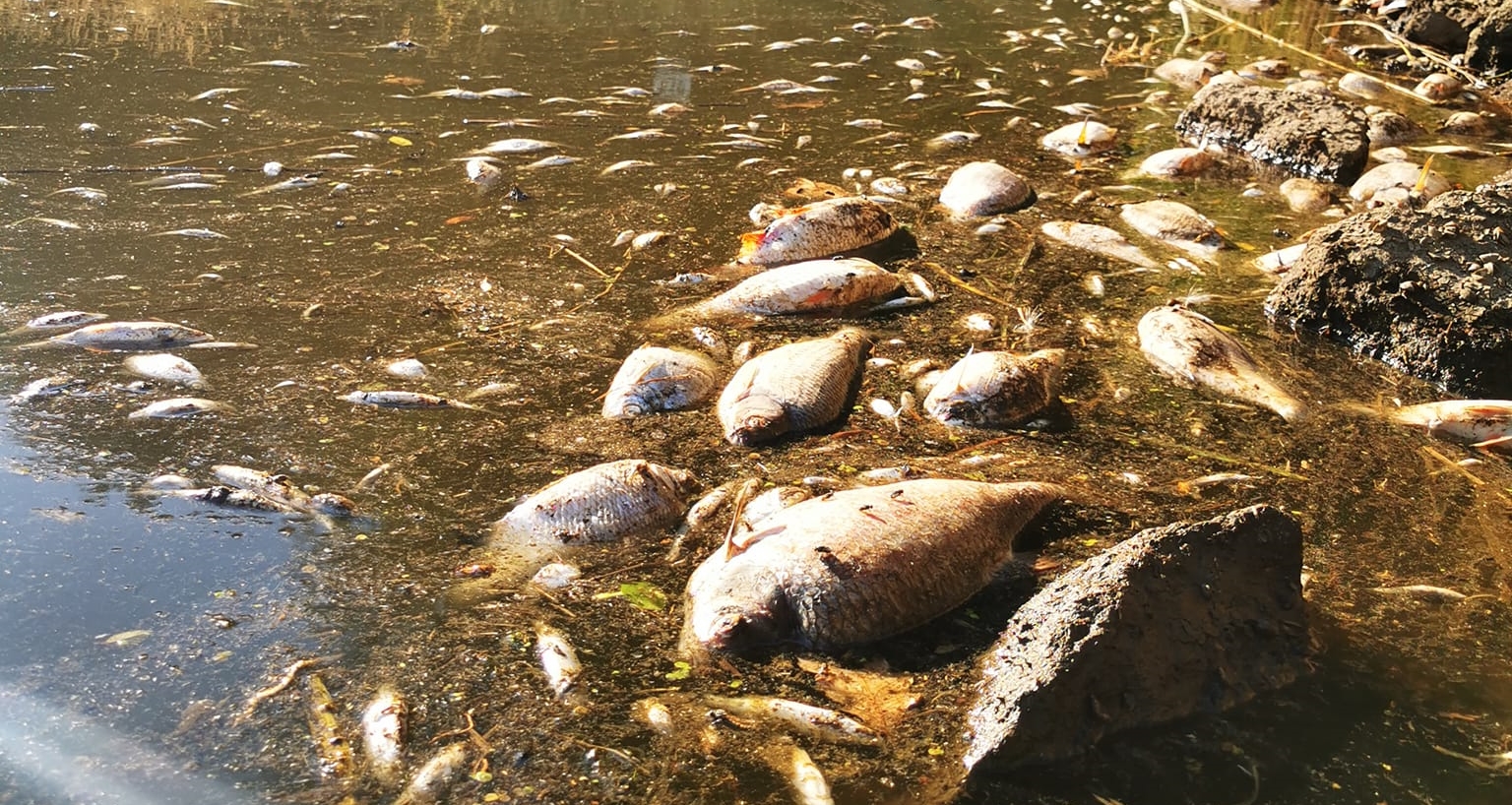 Екологічна катастрофа на річці Одра. Закликають не входити до води та пильнувати своїх тварин