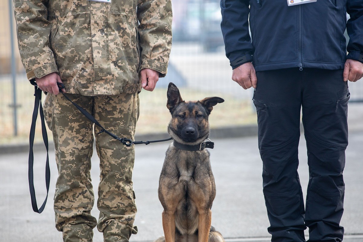 Польща передала Україні собак-розміновувачів