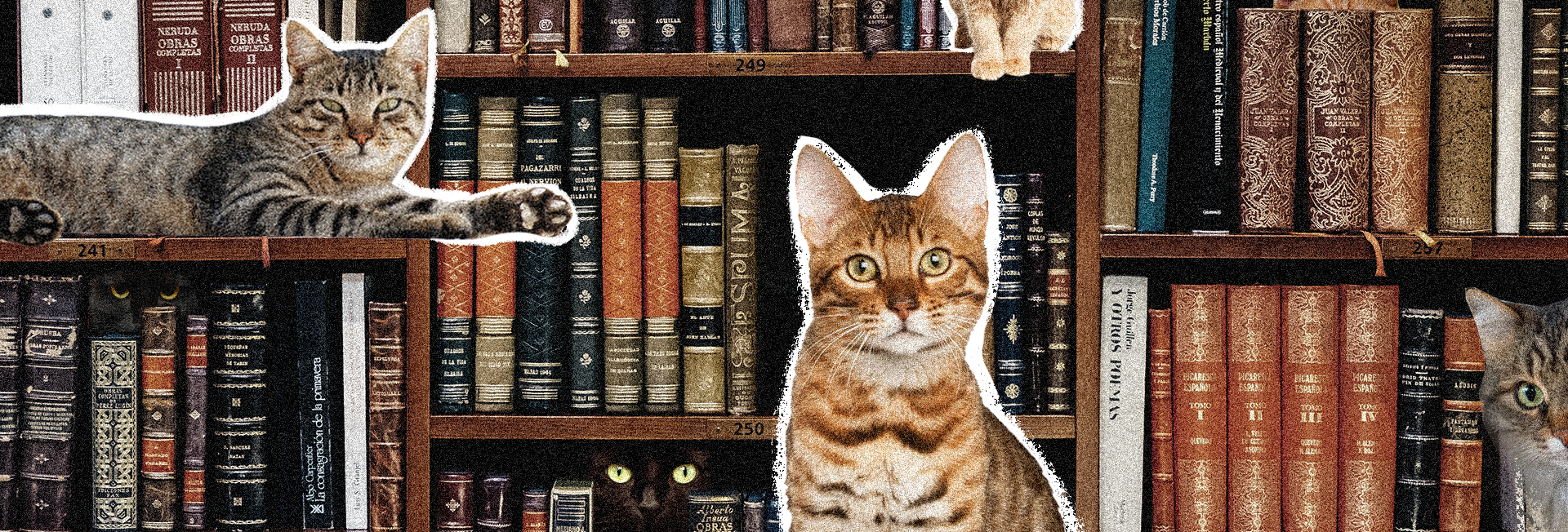 Амбасадори безхатніх тварин та популяризатори читання – як коти “працюють” у польських бібліотеках