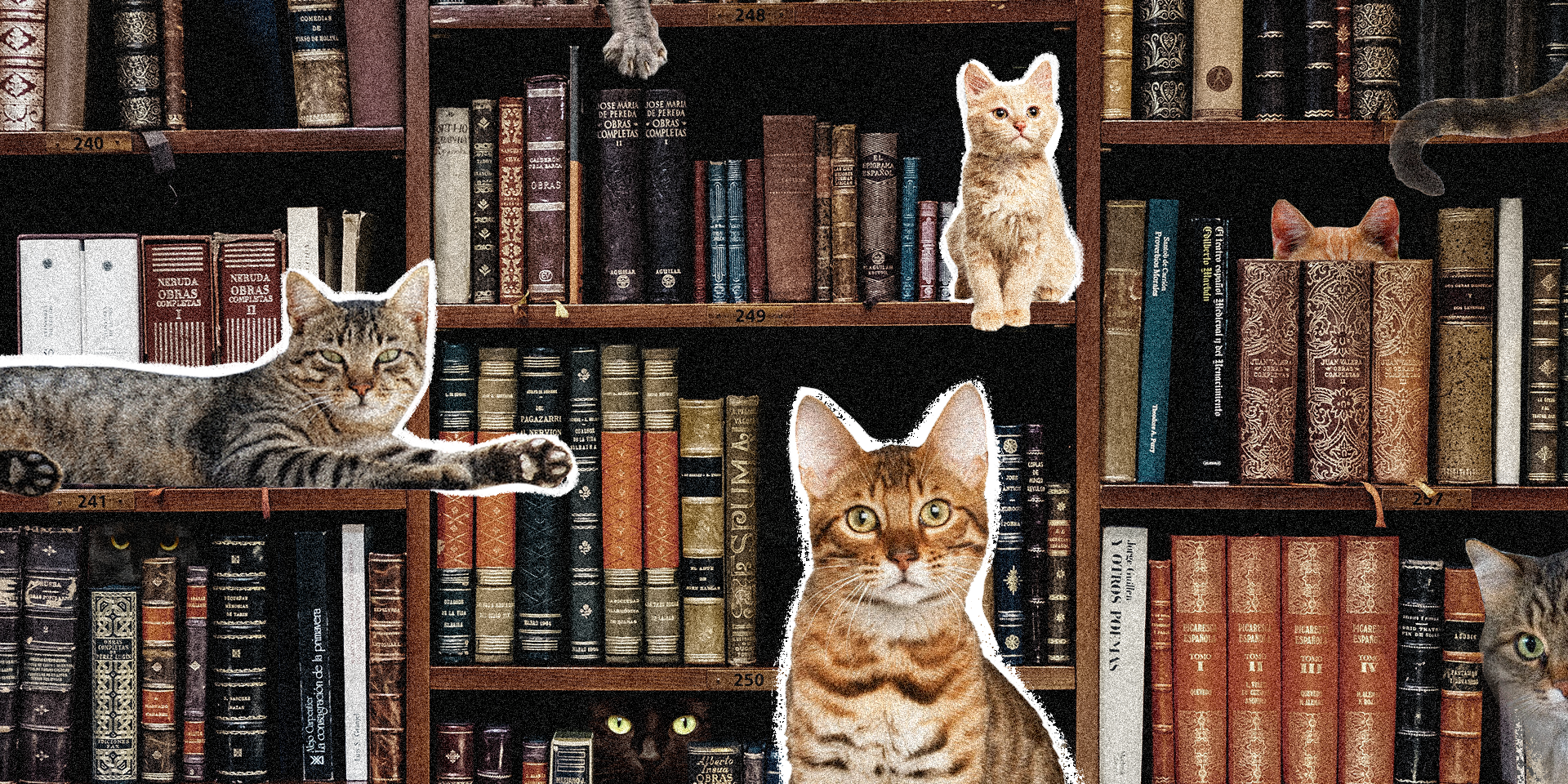 Амбасадори безхатніх тварин та популяризатори читання – як коти “працюють” у польських бібліотеках