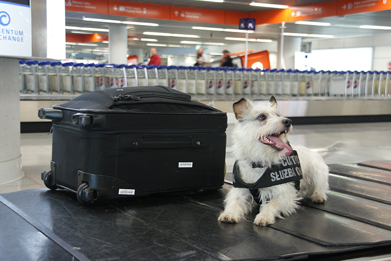 12 років роботи на митниці та 150 кг знайдених наркотиків – у Варшаві провели на пенсію собаку Нутку