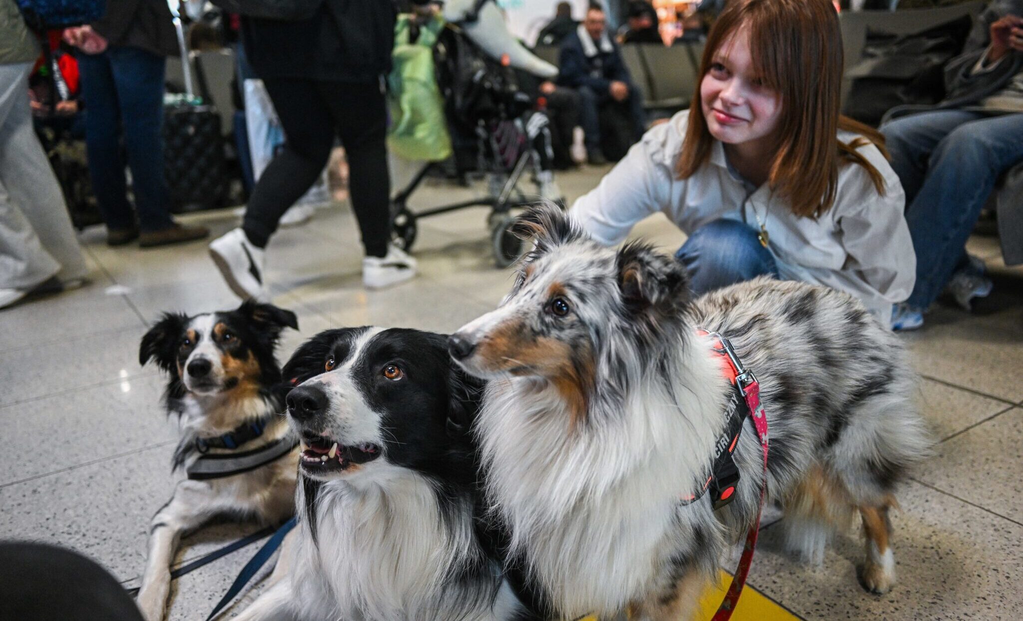 У Краківському аеропорту працюють терапевтичні собаки: допомагають пасажирам долати стрес