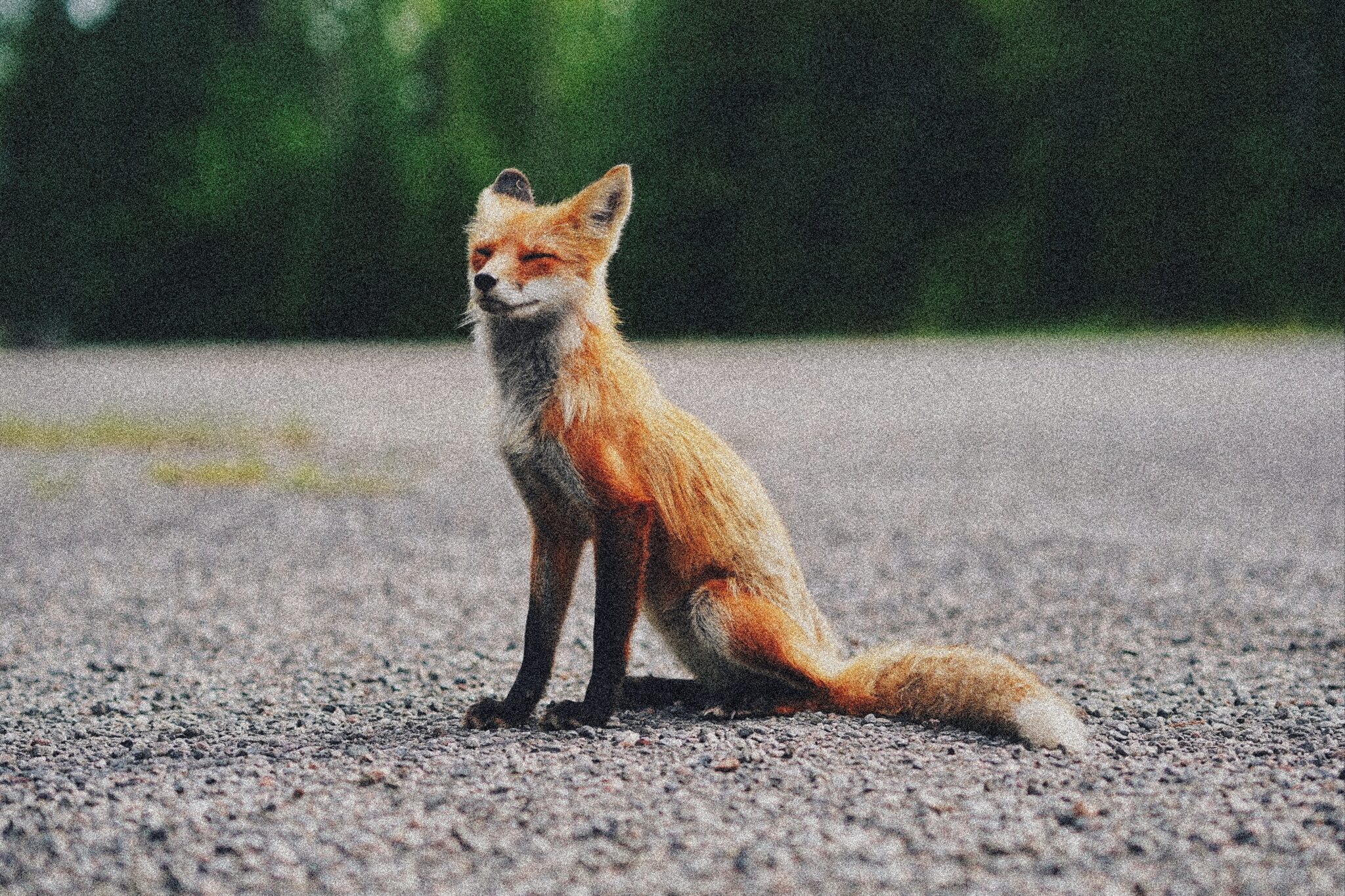 У Польщі вакцинують лисиць від сказу: мешканців просять слідкувати за домашніми тваринами