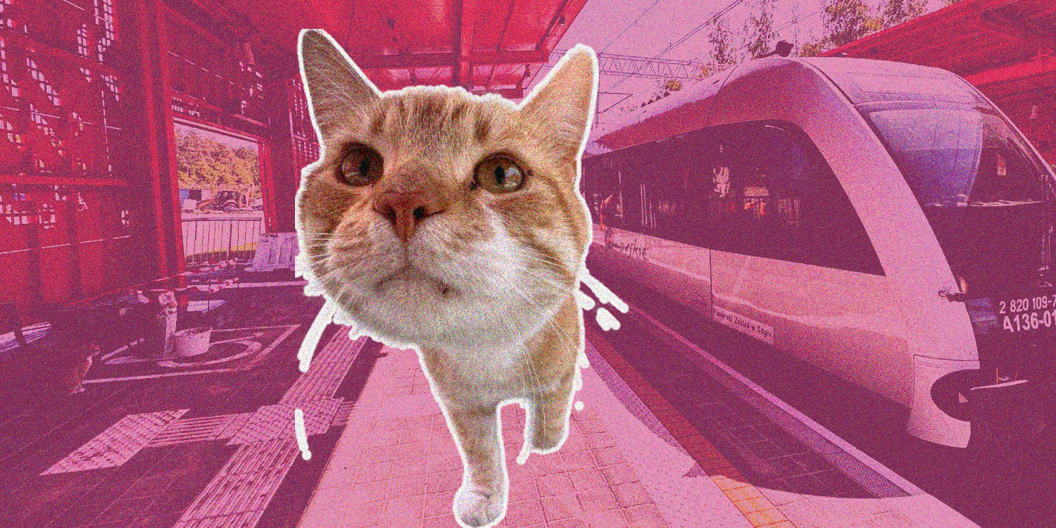 Кіт з Польщі став героєм італійських газет. Він проводжає своїх власників на поїзд