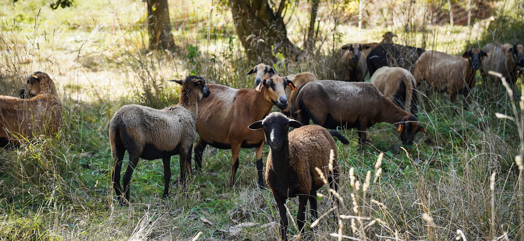 Катовіце “найняло” 35 овець для косіння трави