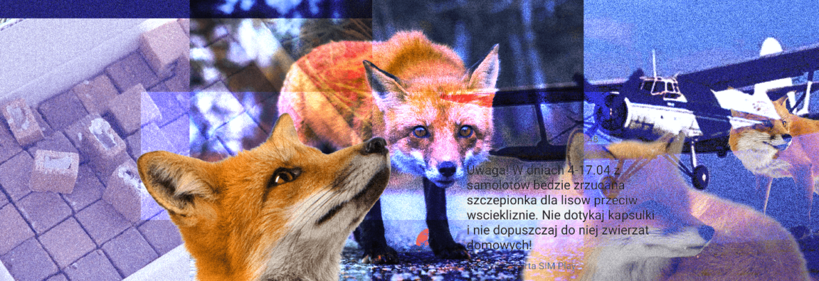 У Польщі скидатимуть з літаків вакцину проти сказу для лисиць. Мешканців просять слідкувати за домашніми тваринами під час прогулянок