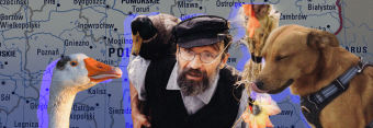 Гуска, качка, пес і людина: незвична компанія мандрує Польщею