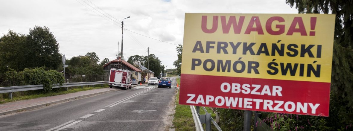 У Пйотрковському повіті виявили мертвого кабана з вірусом африканської чуми свиней – польська влада не виключає саботаж
